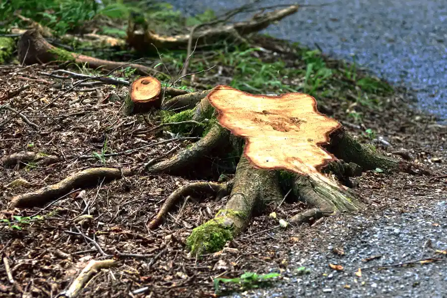 Affordable Stump Removal Service Santa Rosa, CA Affordable Stump Removal Service Santa Rosa, CA
