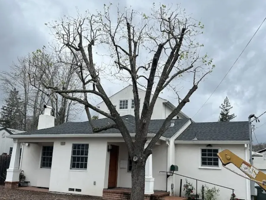 Alcazar Tree Service LLC's Other Services