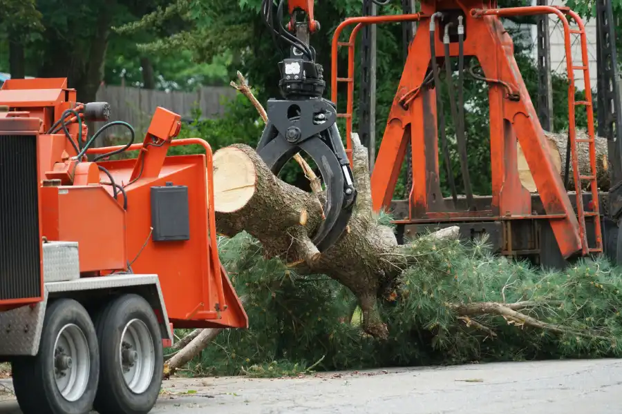 Emergency Tree Removal