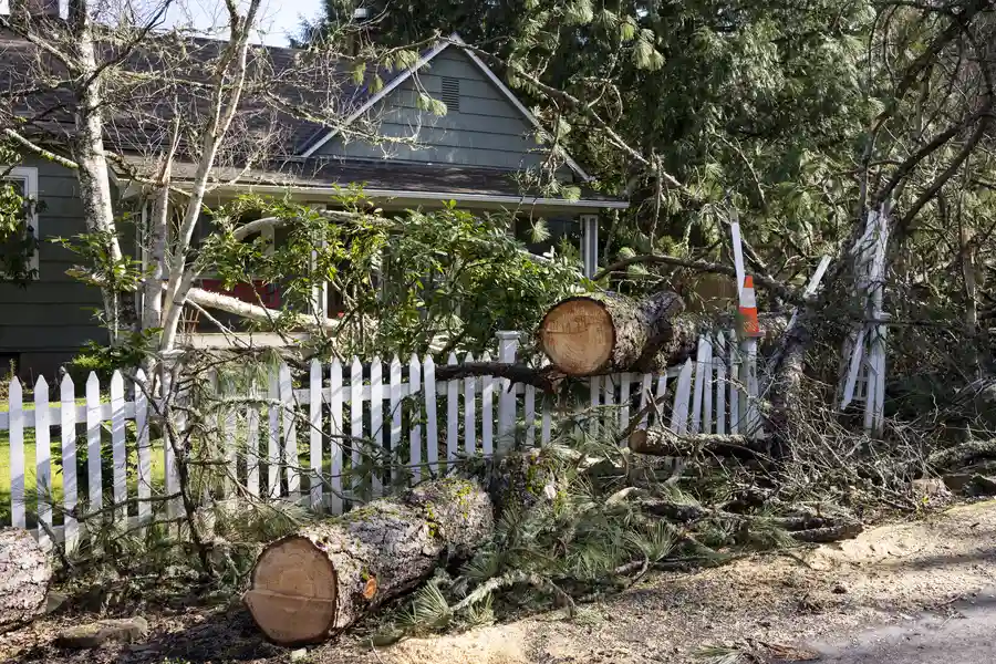 Excellent Emergency Tree Removal Santa Rosa, CA Excellent Emergency Tree Removal Santa Rosa, CA