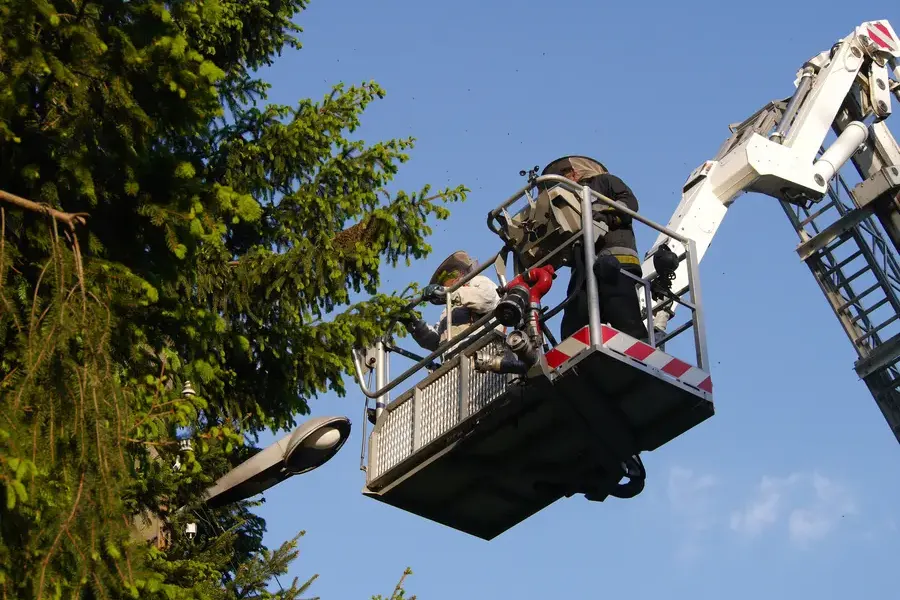 Experienced Tree Trimming Service Santa Rosa, CA Experienced Tree Trimming Service Santa Rosa, CA