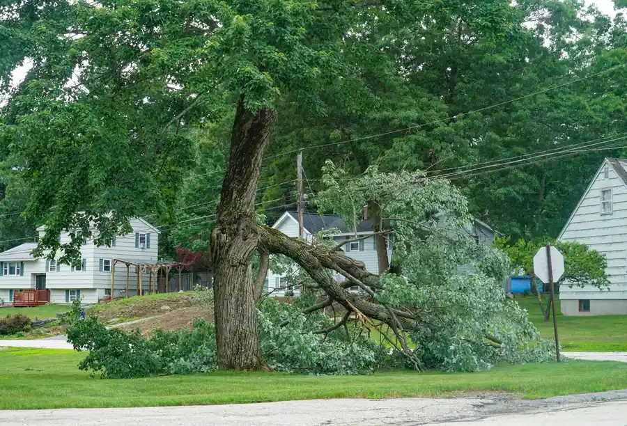 Expert Emergency Tree Removal Santa Rosa, CA Expert Emergency Tree Removal Santa Rosa, CA