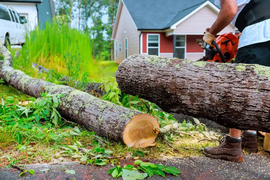 How Arborists Assess Trees For Emergency Removal Needs Santa Rosa, CA How Arborists Assess Trees For Emergency Removal Needs Santa Rosa, CA