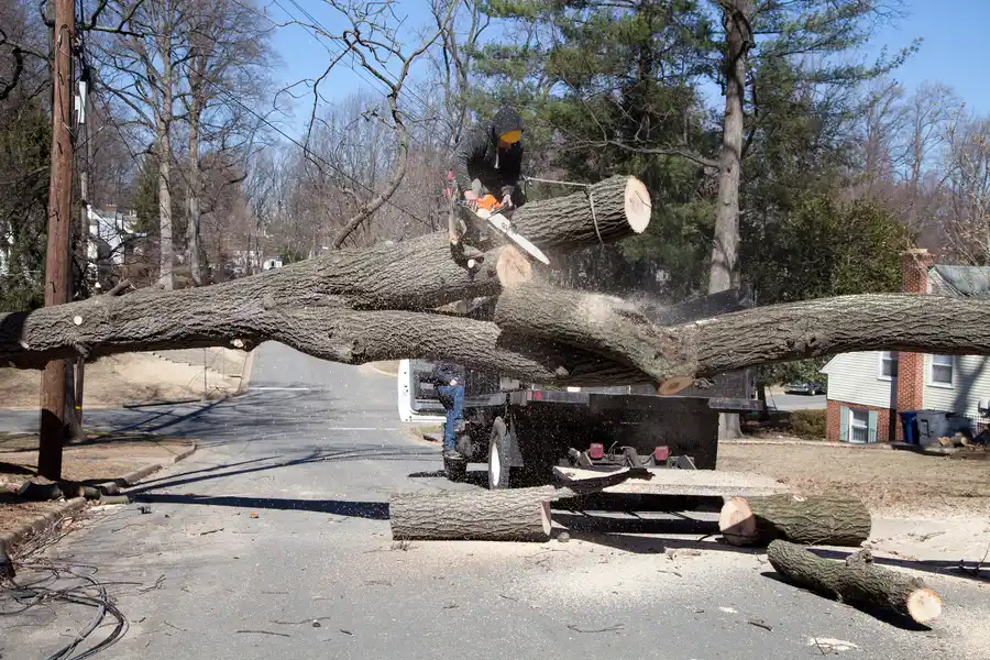 How Arborists Assess Trees For Emergency Removal Needs in Santa Rosa, CA How Arborists Assess Trees For Emergency Removal Needs in Santa Rosa, CA