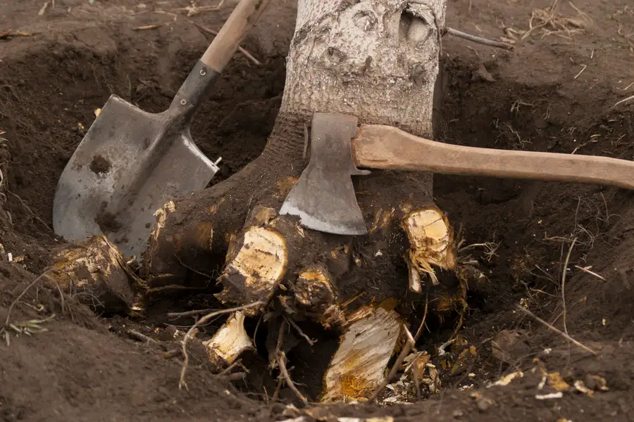 How Stump Removal Service Prevents Regrowth Issues Santa Rosa, CA How Stump Removal Service Prevents Regrowth Issues Santa Rosa, CA