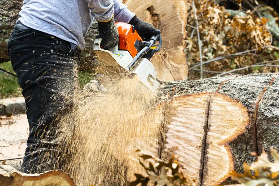 How Stump Removal Service Prevents Regrowth Issues in Santa Rosa, CA How Stump Removal Service Prevents Regrowth Issues in Santa Rosa, CA
