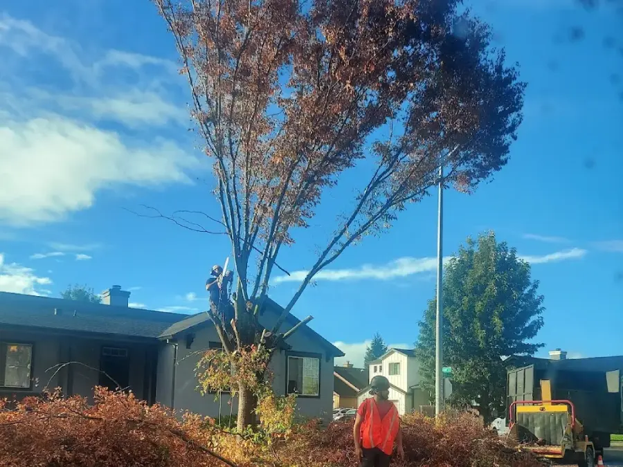 Professional Tree Company in Santa Rosa, CA