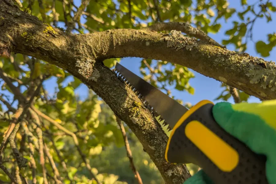 Professional Tree Trimming Service Santa Rosa, CA Professional Tree Trimming Service Santa Rosa, CA
