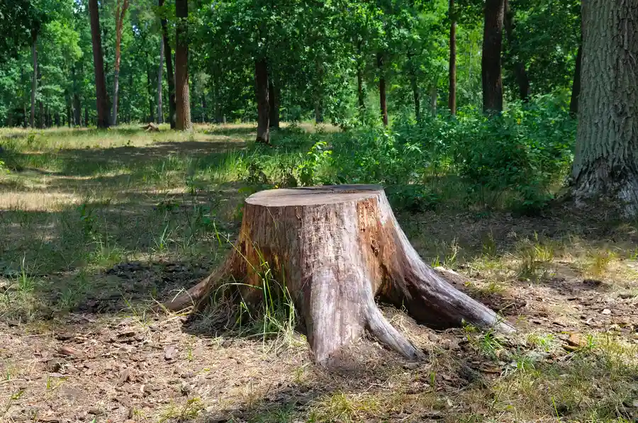 Quality Stump Removal Service Santa Rosa, CA Quality Stump Removal Service Santa Rosa, CA