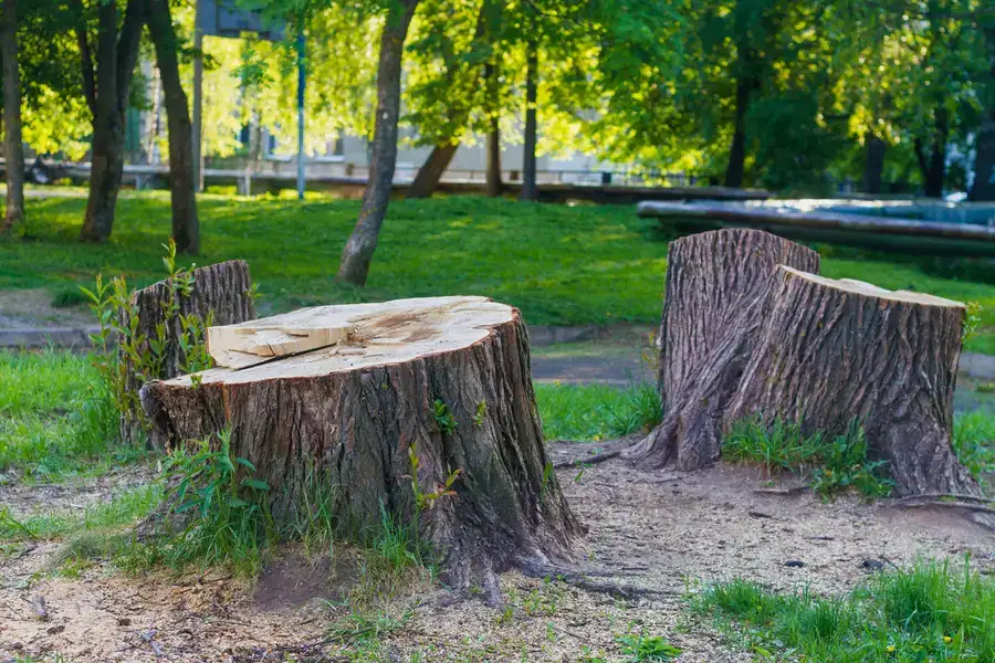 Reputable Stump Removal Service Santa Rosa, CA Reputable Stump Removal Service Santa Rosa, CA