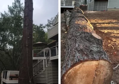 Reputed Local Tree Service