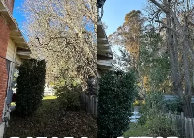 Reputed Local Tree Service