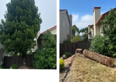 Reputed Local Tree Service