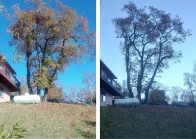 Reputed Local Tree Service
