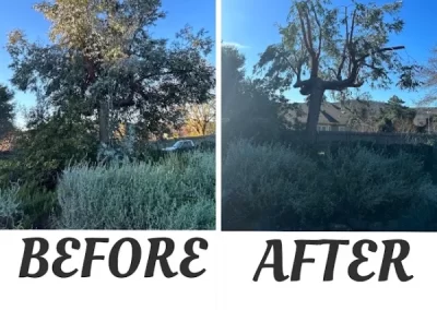 Reputed Local Tree Service