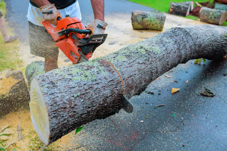 Signs A Tree Poses Immediate Danger To Your Property Santa Rosa, CA Signs A Tree Poses Immediate Danger To Your Property Santa Rosa, CA