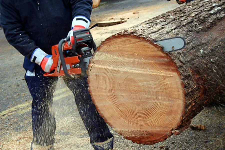 Signs A Tree Poses Immediate Danger To Your Property in Santa Rosa, CA Signs A Tree Poses Immediate Danger To Your Property in Santa Rosa, CA