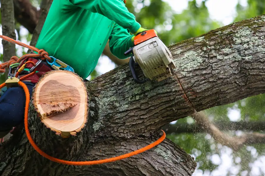 Superior Tree Trimming Service Santa Rosa, CA Superior Tree Trimming Service Santa Rosa, CA