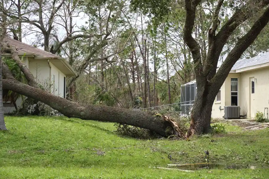Top-rated Emergency Tree Removal Santa Rosa, CA Top-rated Emergency Tree Removal Santa Rosa, CA