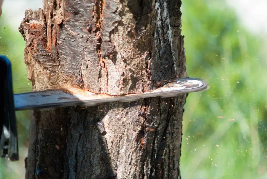 Tree Cutting Service