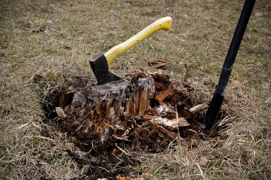 What Happens During Stump Removal Service in Santa Rosa, CA What Happens During Stump Removal Service in Santa Rosa, CA
