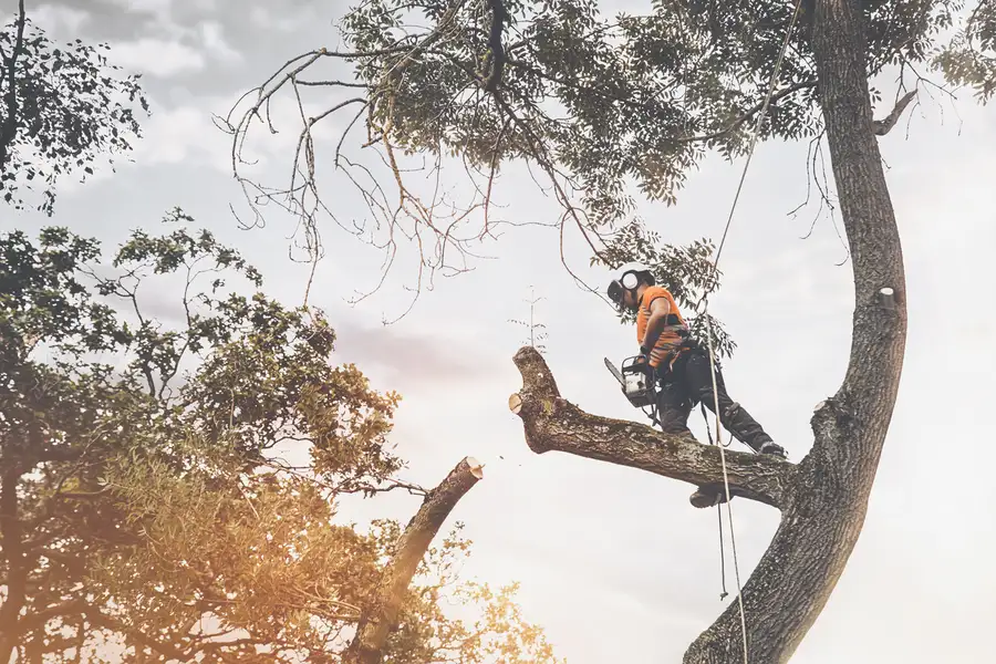 When Tree Cutting Service Is The Right Choice Santa Rosa, CA When Tree Cutting Service Is The Right Choice Santa Rosa, CA