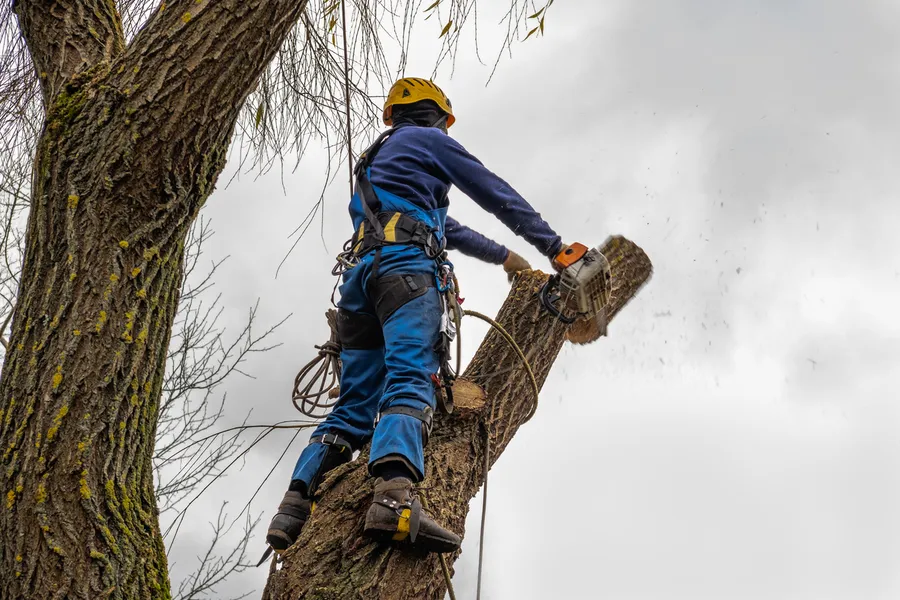 When Tree Cutting Service Is The Right Choice in Santa Rosa, CA When Tree Cutting Service Is The Right Choice in Santa Rosa, CA
