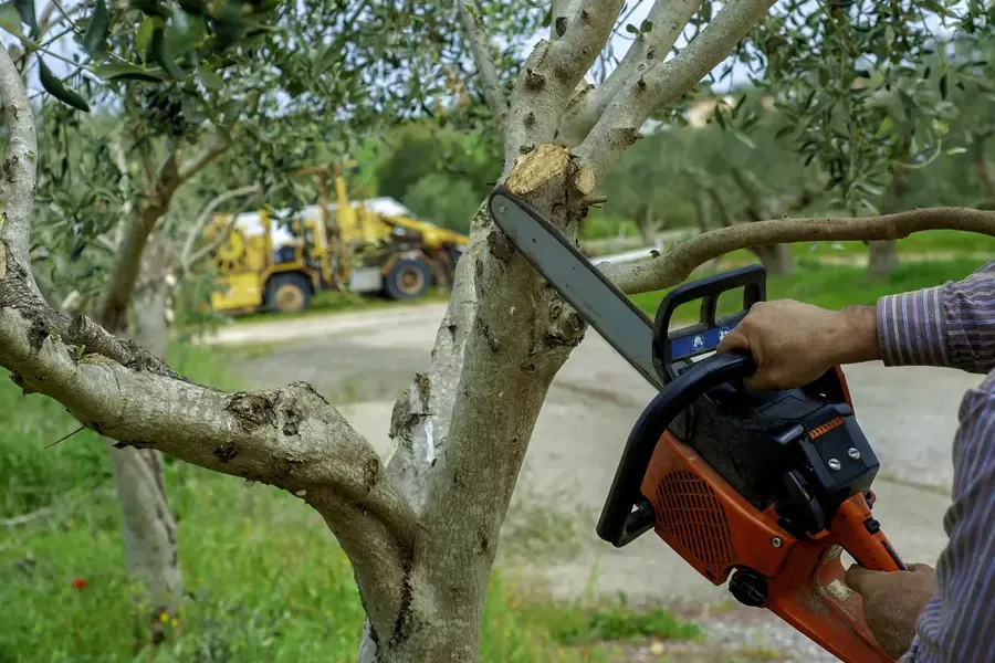 Why Professional Tree Trimming Matters For Safety Santa Rosa, CA Why Professional Tree Trimming Matters For Safety Santa Rosa, CA