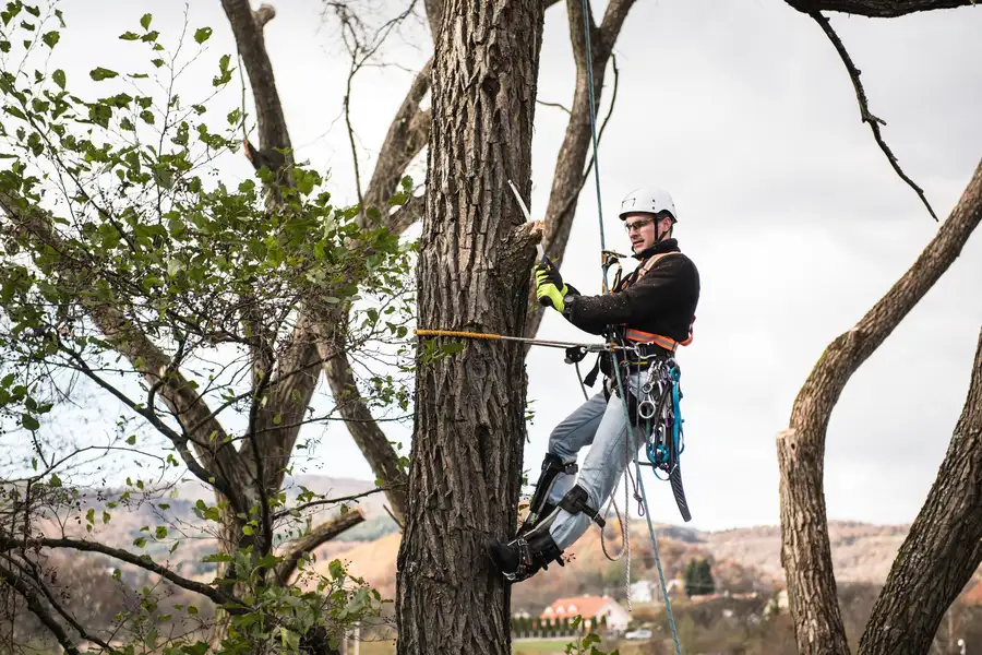 Why Professional Tree Trimming Matters For Safety in Santa Rosa, CA Why Professional Tree Trimming Matters For Safety in Santa Rosa, CA